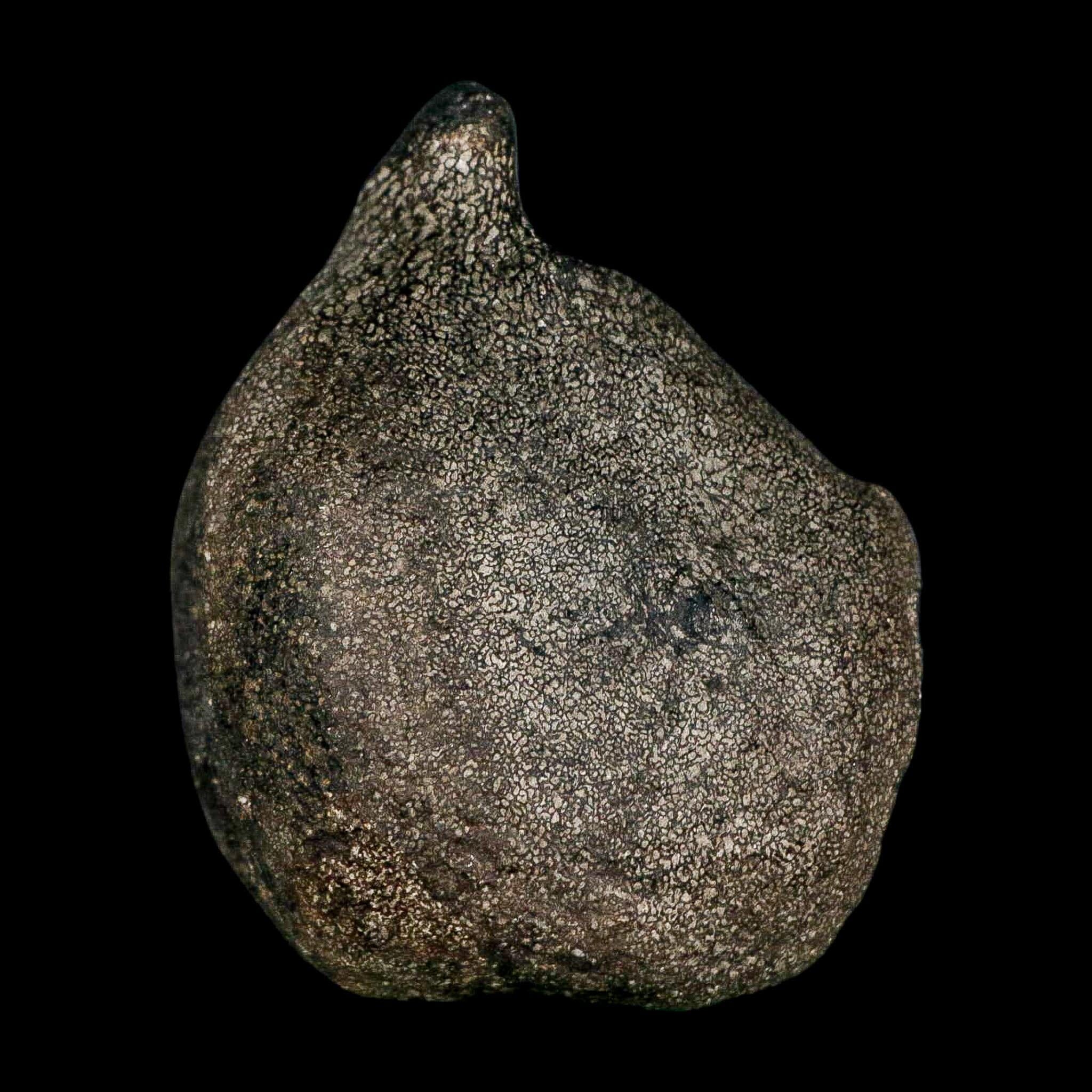 3.1" Hypacrosaurus Dinosaur Fossil Vertebrae Two Medicine FM Montana COA - Fossil Age Minerals