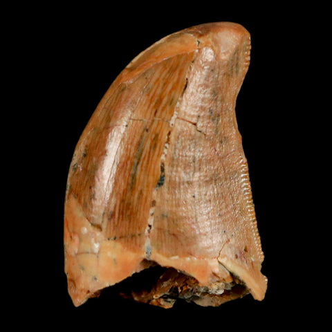 0.9" Carcharodontosaurus Fossil Tooth Cretaceous Dinosaur Morocco COA, Display - Fossil Age Minerals