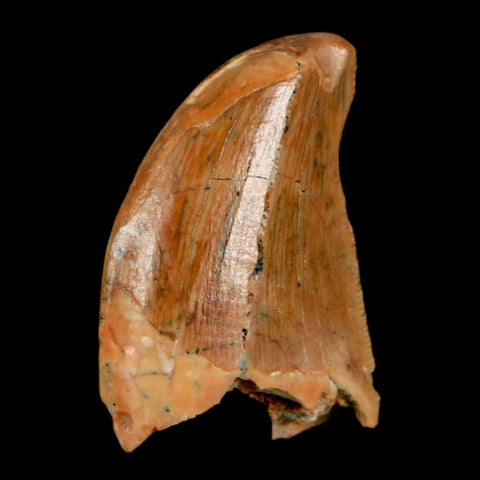 0.9" Carcharodontosaurus Fossil Tooth Cretaceous Dinosaur Morocco COA, Display - Fossil Age Minerals