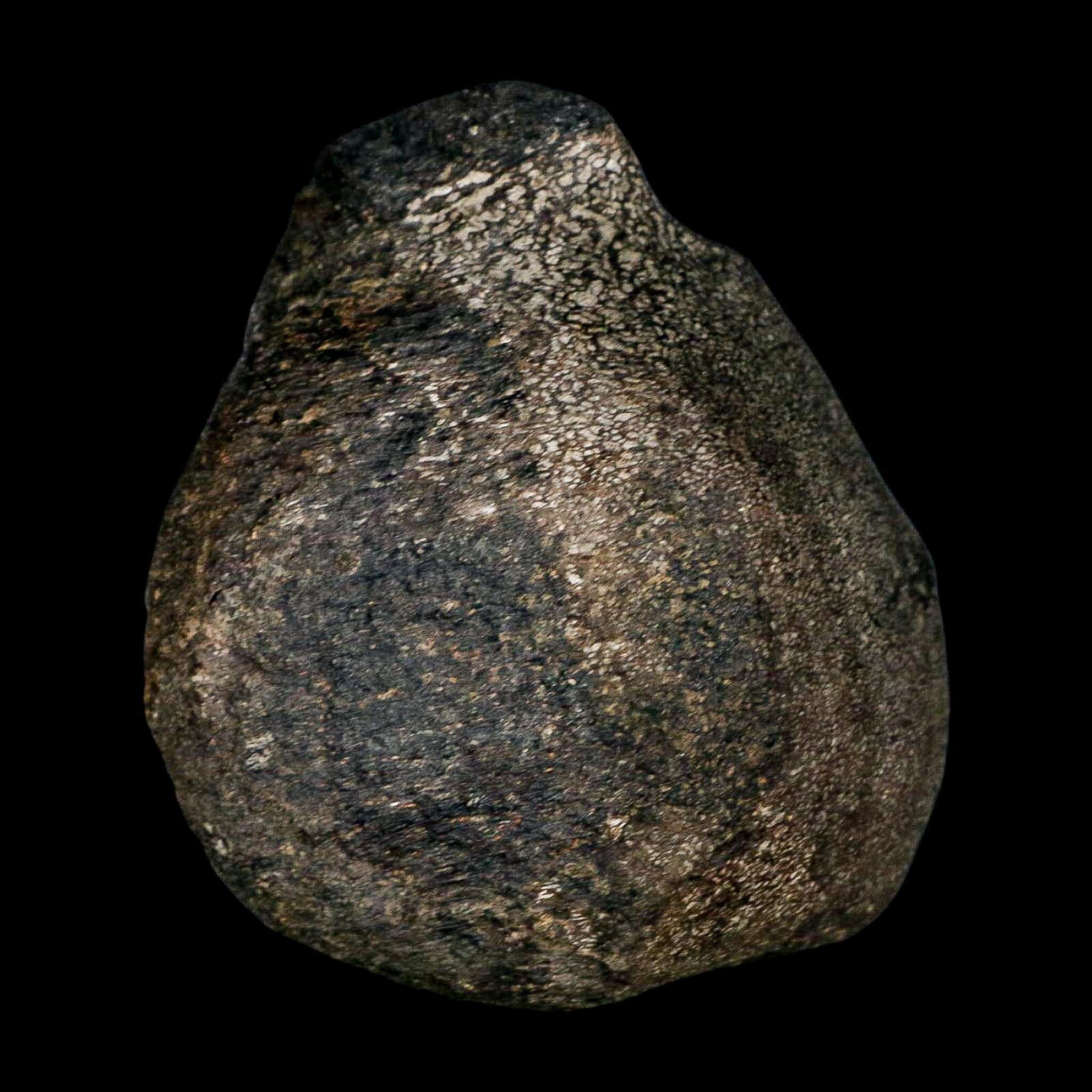 3.1" Hypacrosaurus Dinosaur Fossil Vertebrae Two Medicine FM Montana COA - Fossil Age Minerals