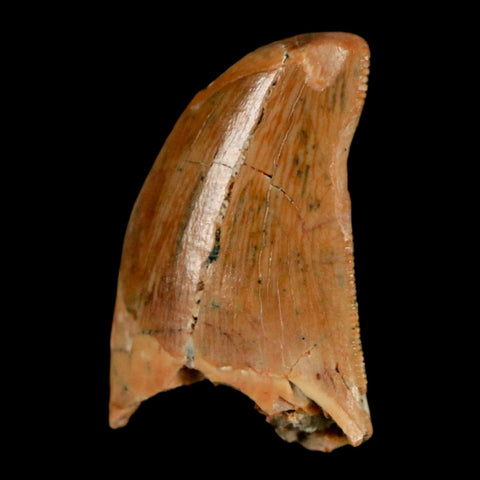 0.9" Carcharodontosaurus Fossil Tooth Cretaceous Dinosaur Morocco COA, Display - Fossil Age Minerals