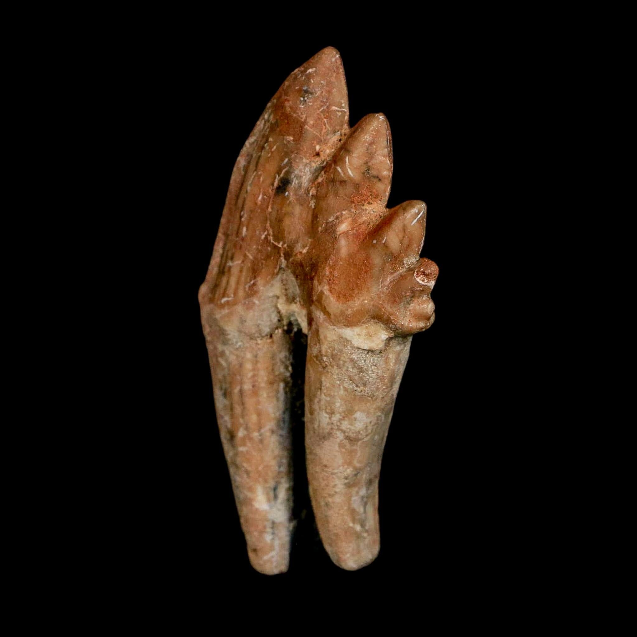 2.9" Basilosaurus Tooth Rooted Prehistoric Whale 34 Mil Yrs Old Late Eocene COA - Fossil Age Minerals