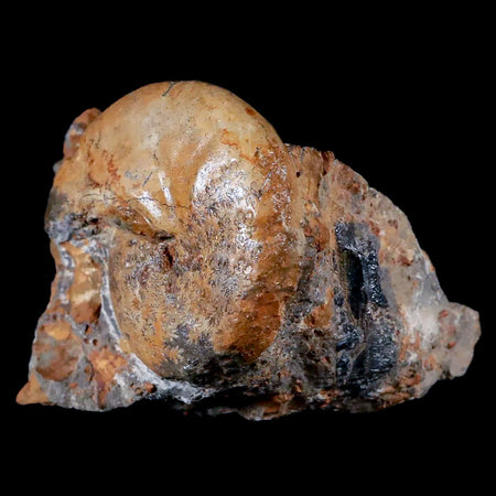 49MM Cleoniceras Ammonite Fossil In Matrix Cretaceous Age Morocco