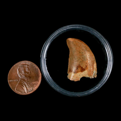 0.9" Carcharodontosaurus Fossil Tooth Cretaceous Dinosaur Morocco COA, Display - Fossil Age Minerals