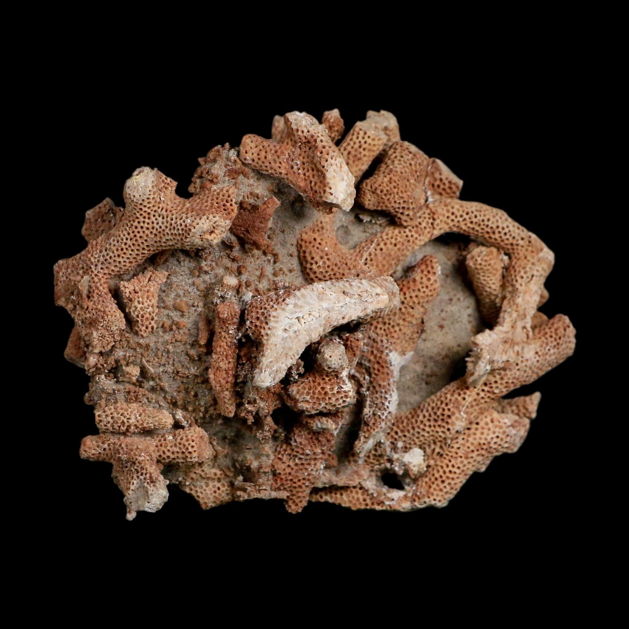 3.9" Thamnopora SP Coral Fossil Coral Reef Devonian Age Verde Valley, Arizona