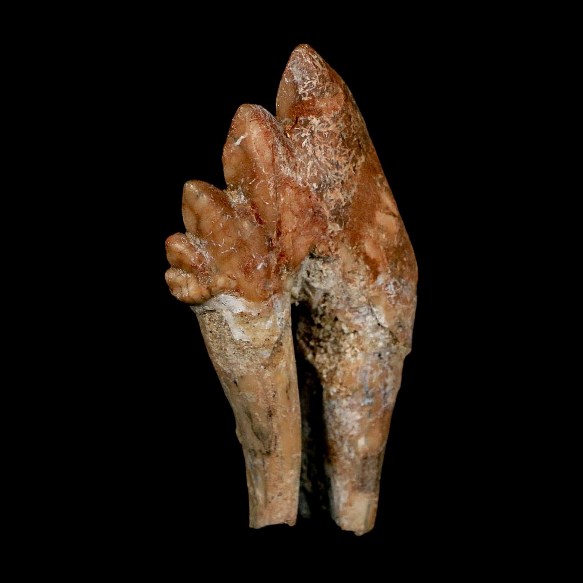 2.9" Basilosaurus Tooth Rooted Prehistoric Whale 34 Mil Yrs Old Late Eocene COA - Fossil Age Minerals