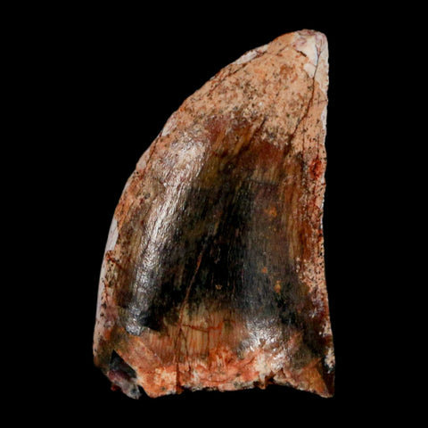 1" Carcharodontosaurus Fossil Tooth Cretaceous Dinosaur Morocco COA, Display - Fossil Age Minerals