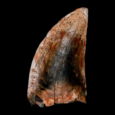 1" Carcharodontosaurus Fossil Tooth Cretaceous Dinosaur Morocco COA, Display - Fossil Age Minerals