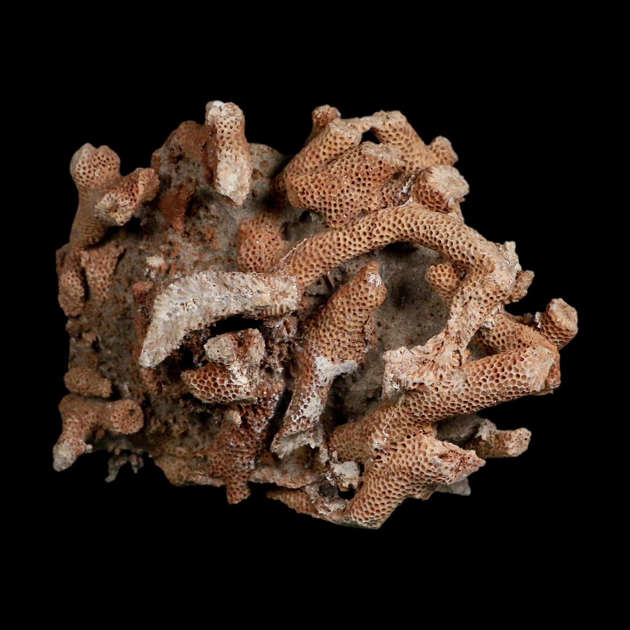 3.9" Thamnopora SP Coral Fossil Coral Reef Devonian Age Verde Valley, Arizona