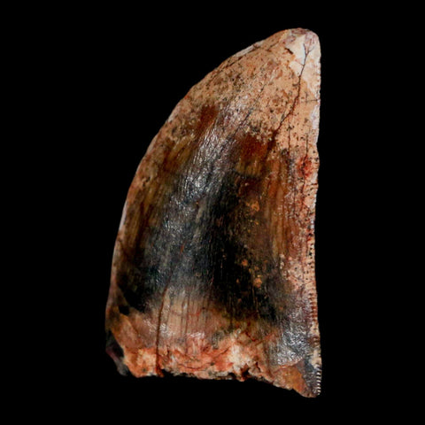 1" Carcharodontosaurus Fossil Tooth Cretaceous Dinosaur Morocco COA, Display - Fossil Age Minerals