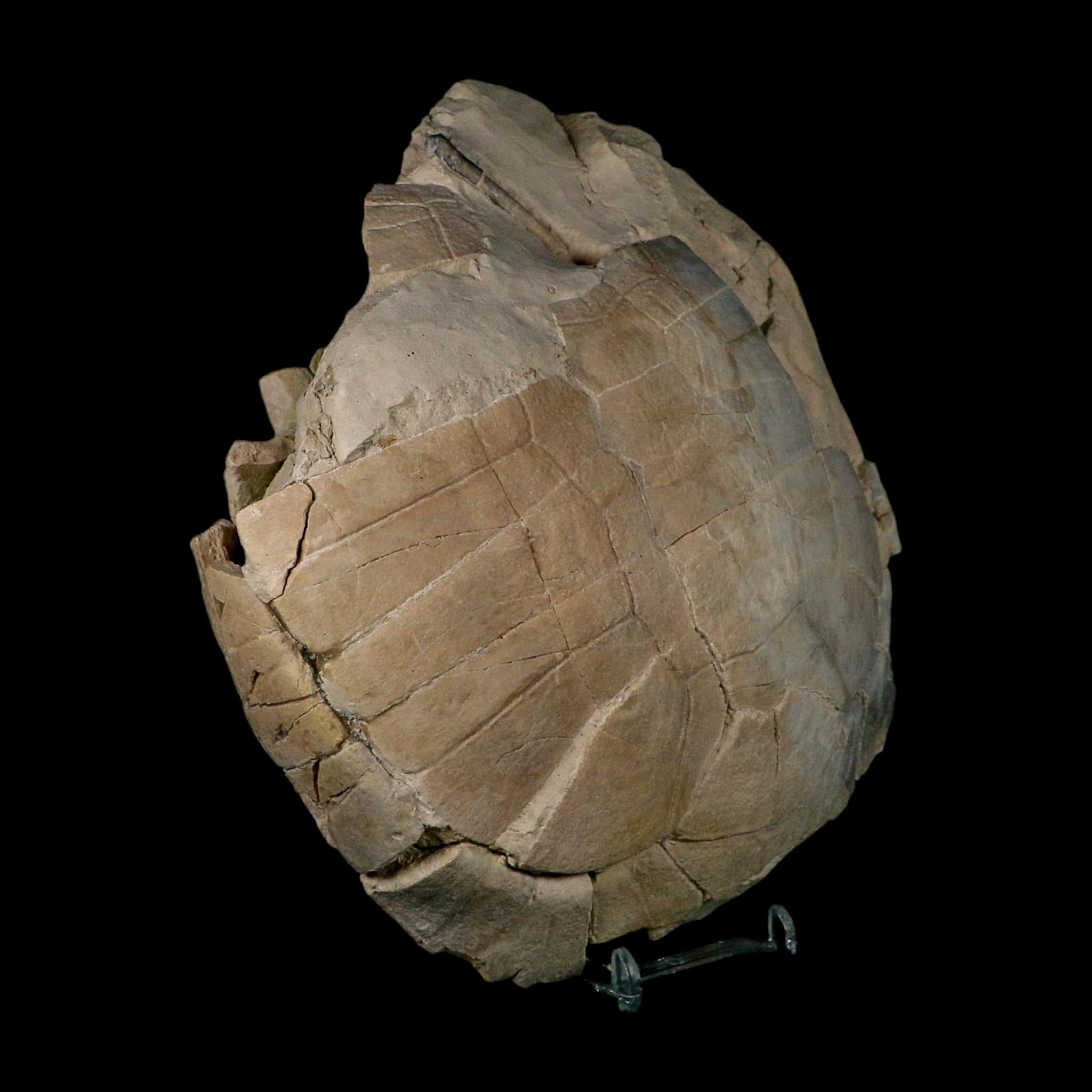 6.7" Fossil Turtle Shell Stylemys Tortoise Oligocene Age Brule FM Badlands Nebraska - Fossil Age Minerals