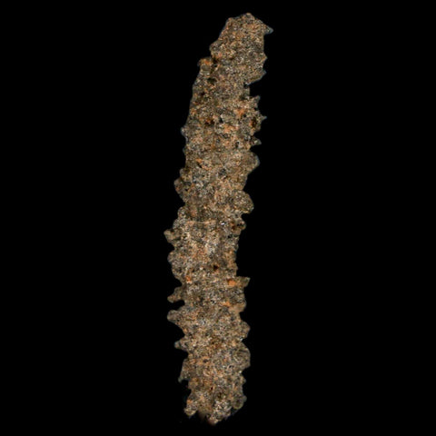 1.7" Fulgurite Petrified Lightning Strike Glass Sahara Desert Algeria - Fossil Age Minerals
