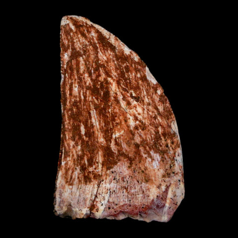 1" Carcharodontosaurus Fossil Tooth Cretaceous Dinosaur Morocco COA, Display - Fossil Age Minerals