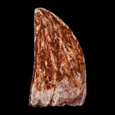 1" Carcharodontosaurus Fossil Tooth Cretaceous Dinosaur Morocco COA, Display - Fossil Age Minerals