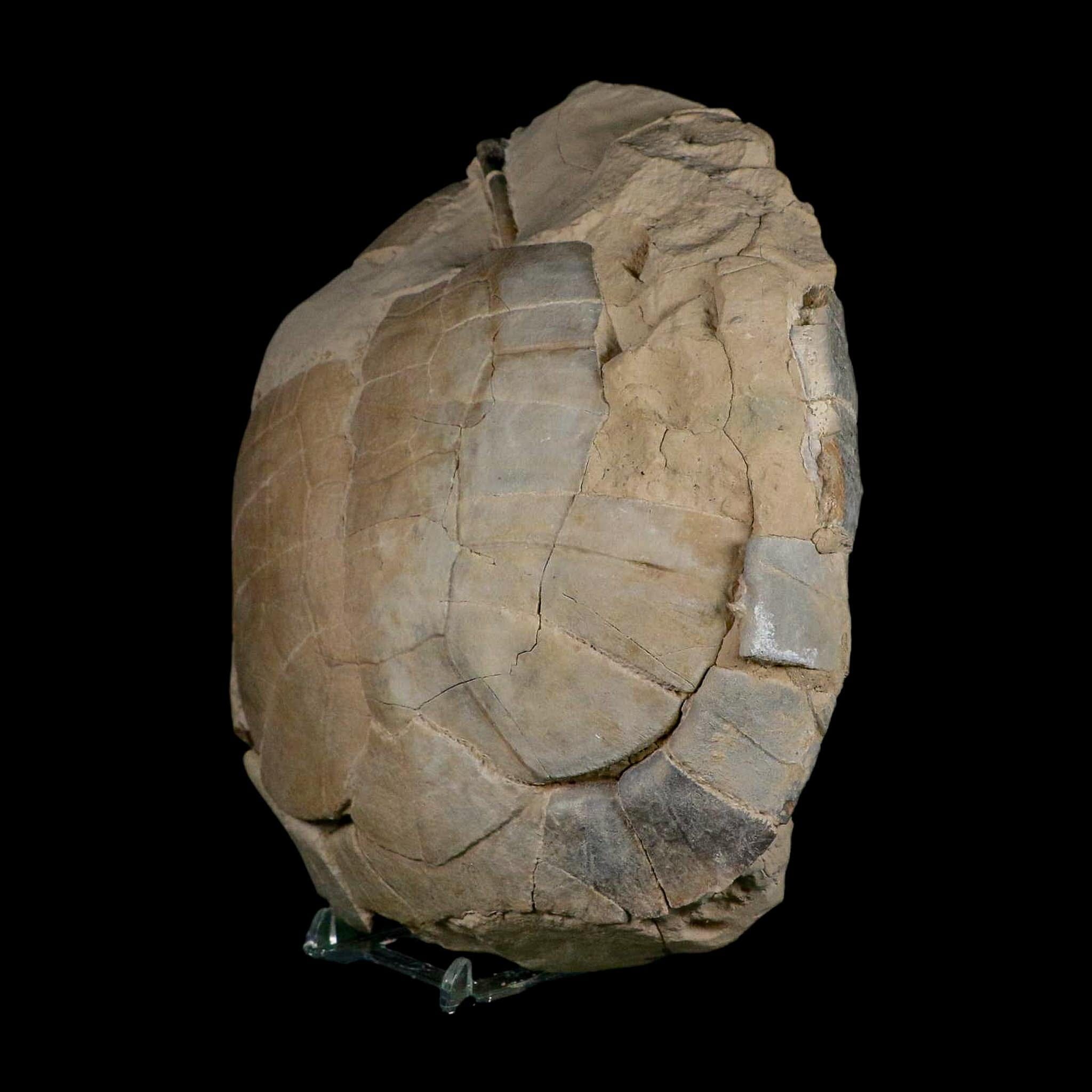 6.7" Fossil Turtle Shell Stylemys Tortoise Oligocene Age Brule FM Badlands Nebraska - Fossil Age Minerals