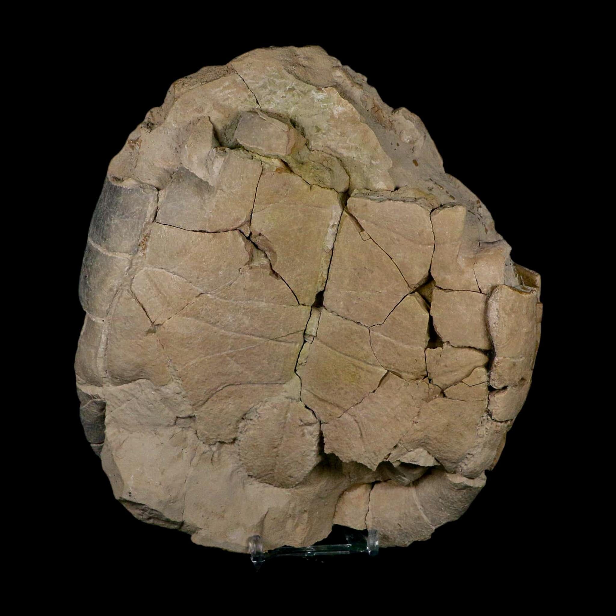 6.7" Fossil Turtle Shell Stylemys Tortoise Oligocene Age Brule FM Badlands Nebraska - Fossil Age Minerals