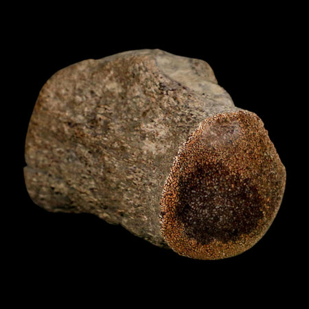 2.6" Mosasaur Fossil Polished Vertebrae Cretaceous Dinosaur Era TX Ozan FM COA, Stand