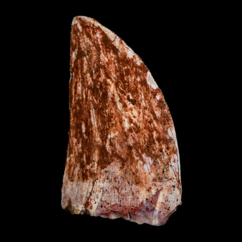 1" Carcharodontosaurus Fossil Tooth Cretaceous Dinosaur Morocco COA, Display - Fossil Age Minerals