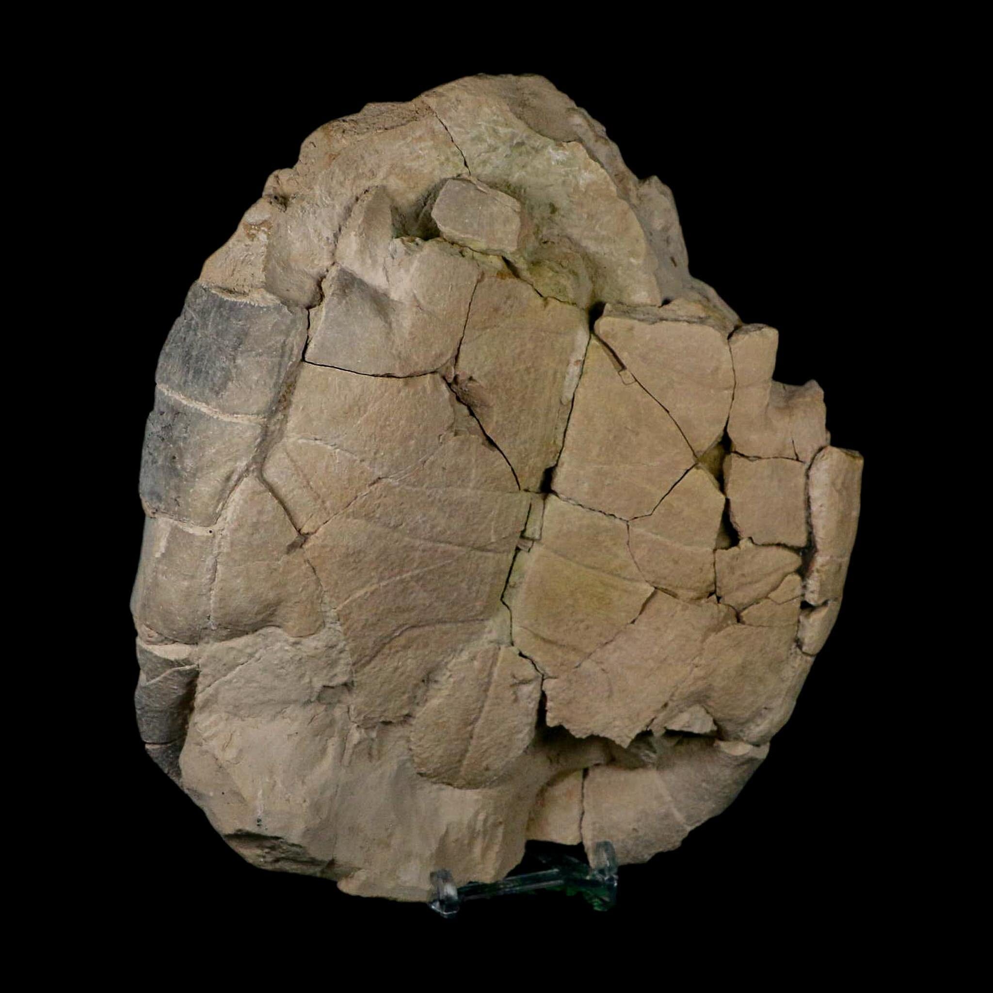 6.7" Fossil Turtle Shell Stylemys Tortoise Oligocene Age Brule FM Badlands Nebraska - Fossil Age Minerals