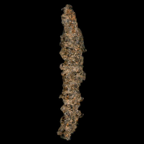 1.7" Fulgurite Petrified Lightning Strike Glass Sahara Desert Algeria - Fossil Age Minerals
