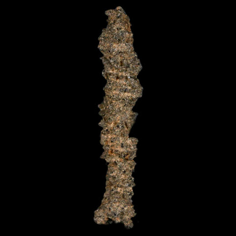 1.7" Fulgurite Petrified Lightning Strike Glass Sahara Desert Algeria - Fossil Age Minerals