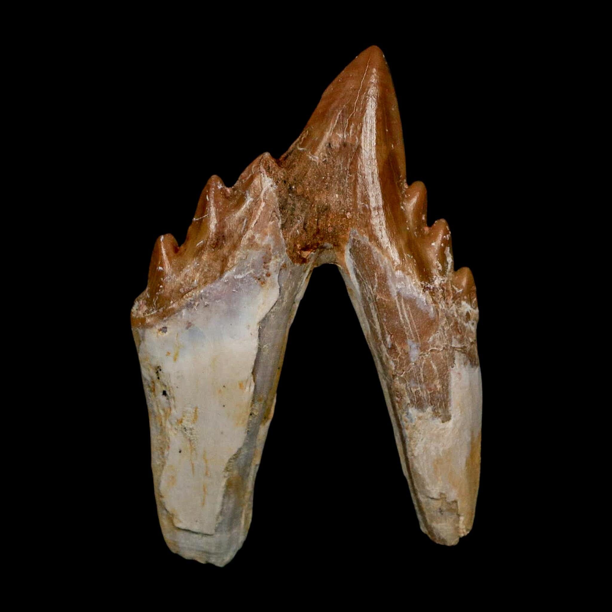 2.8" Basilosaurus Tooth Rooted Prehistoric Whale 34 Mil Yrs Old Late Eocene COA - Fossil Age Minerals