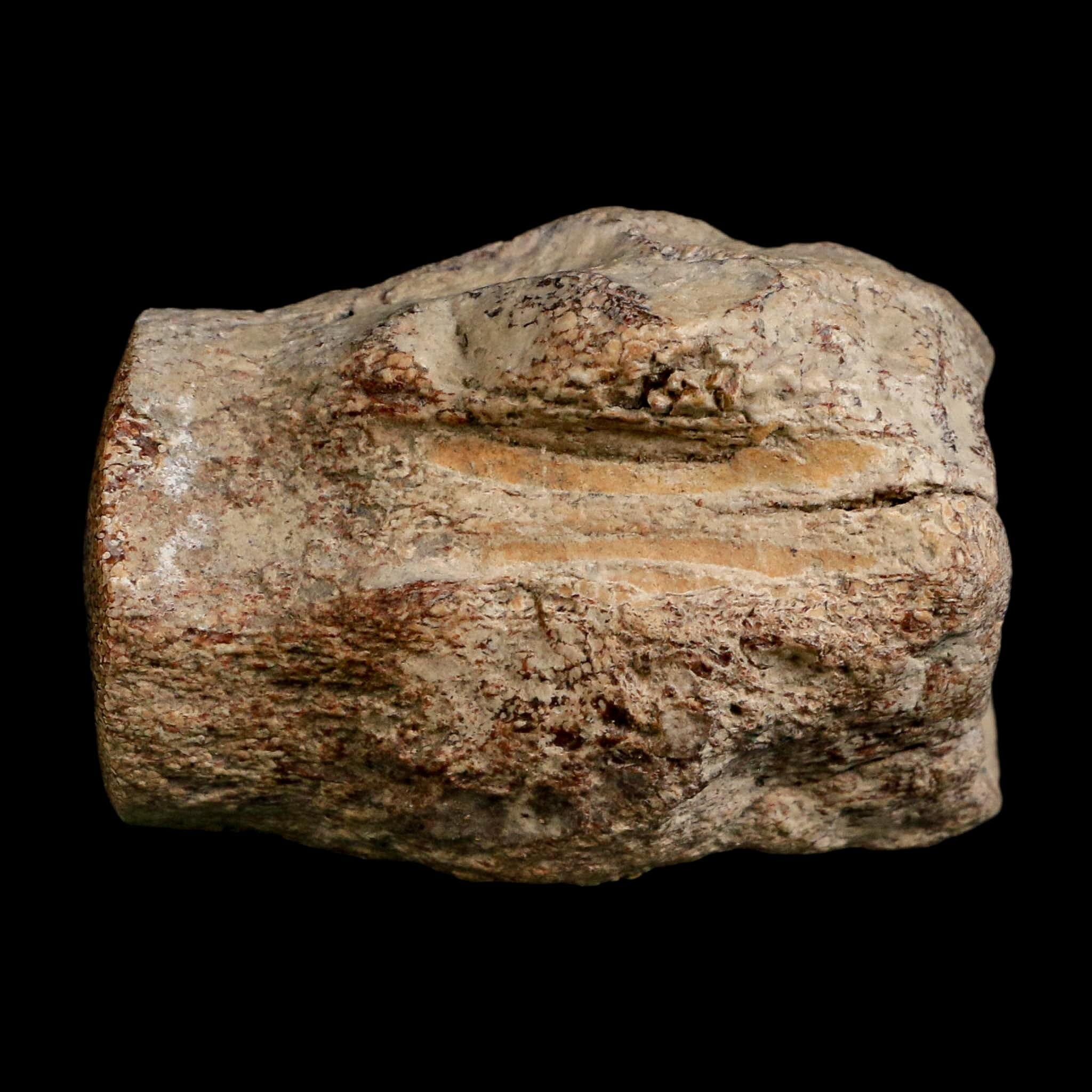 2.6" Mosasaur Fossil Polished Vertebrae Cretaceous Dinosaur Era TX Ozan FM COA, Stand - Fossil Age Minerals