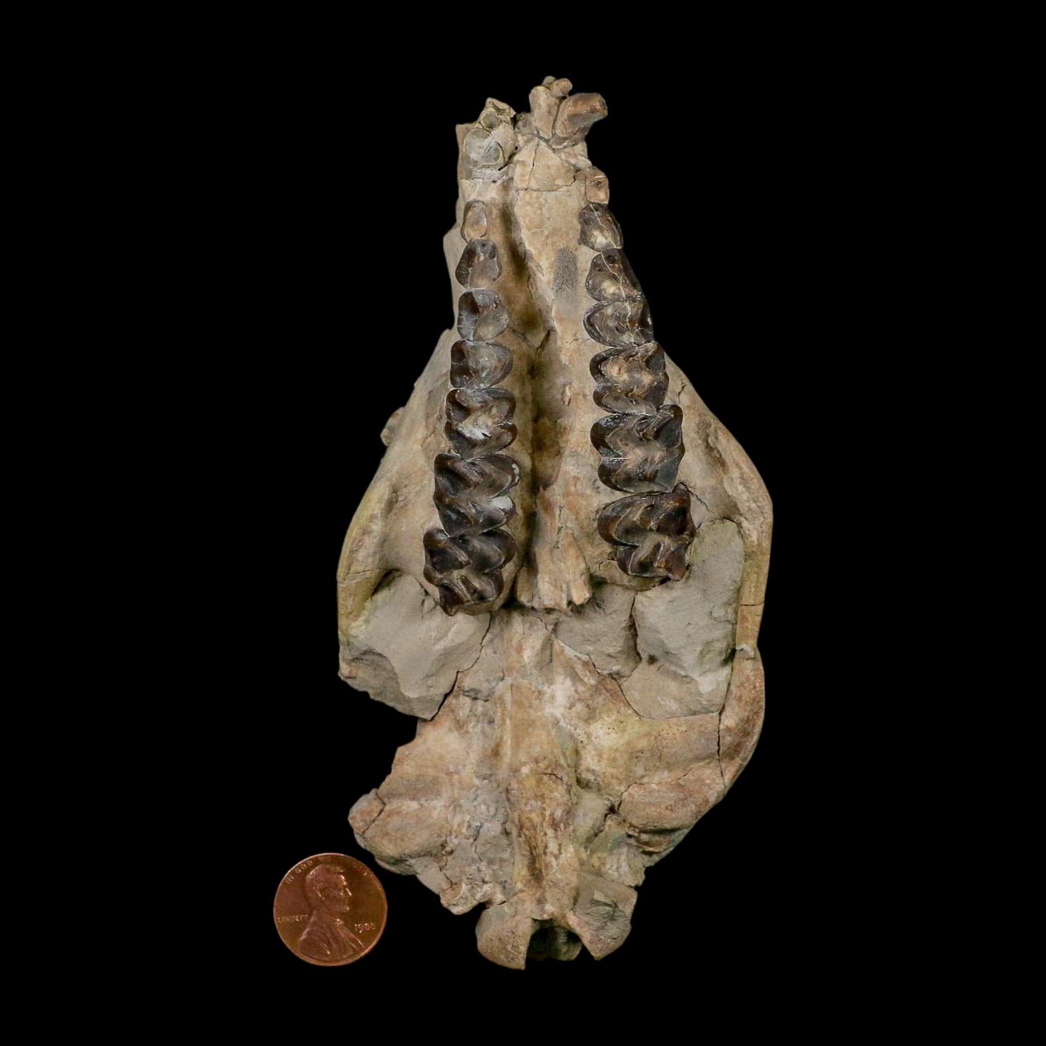 5.6" Oreodont Merycoidodon Fossil Skull Teeth Oligocene Age Badlands Nebraska COA - Fossil Age Minerals