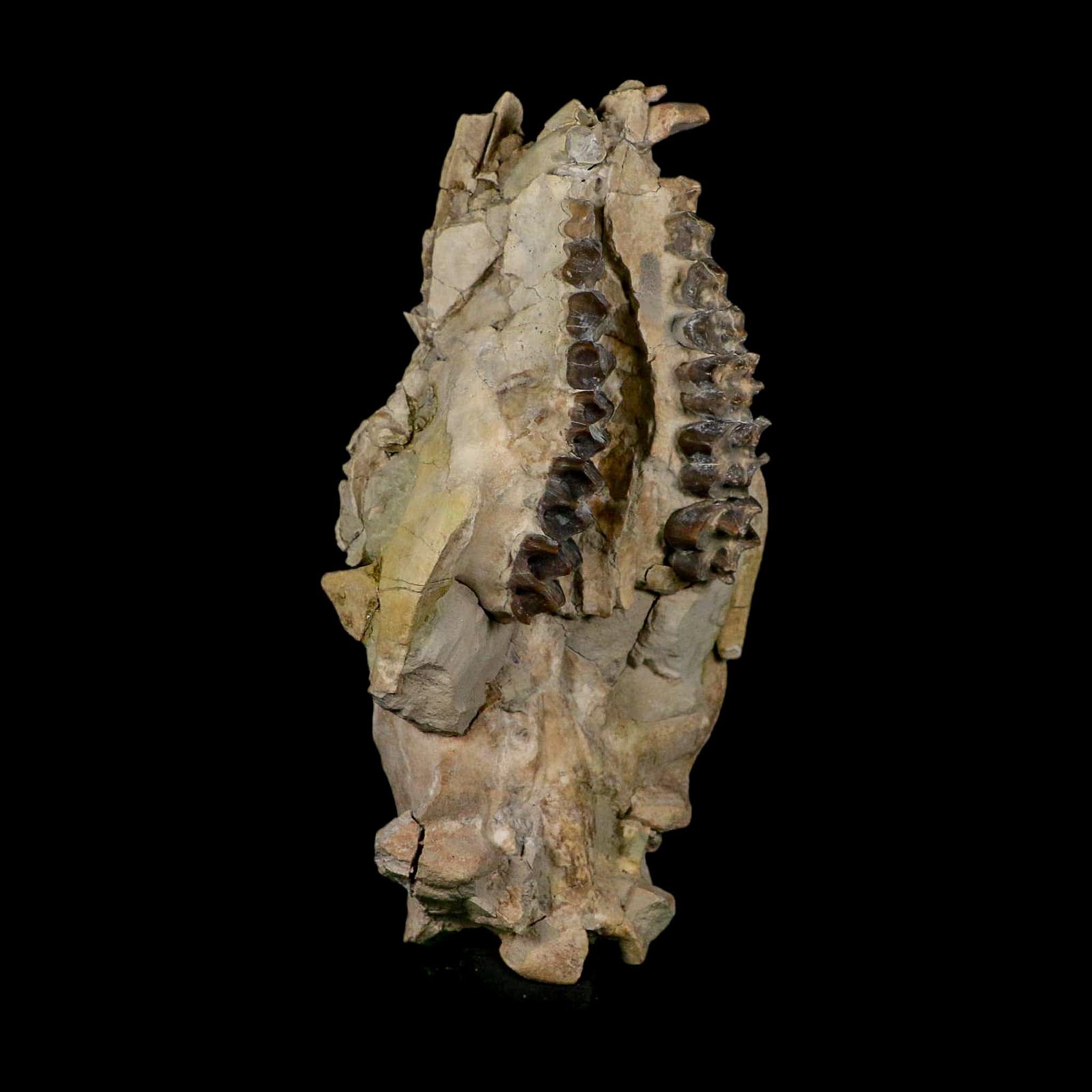 5.6" Oreodont Merycoidodon Fossil Skull Teeth Oligocene Age Badlands Nebraska COA - Fossil Age Minerals