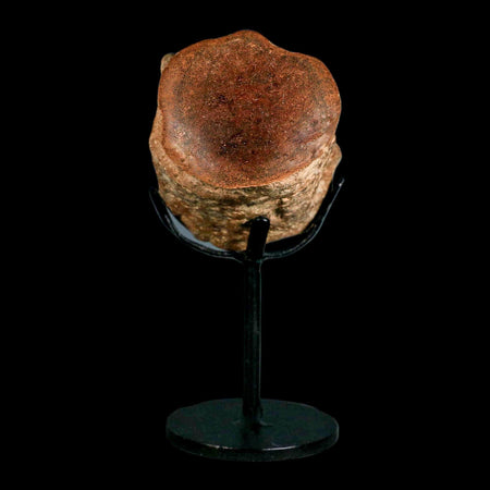 2.8" Mosasaur Fossil Polished Vertebrae Cretaceous Dinosaur Era TX Ozan FM COA, Stand