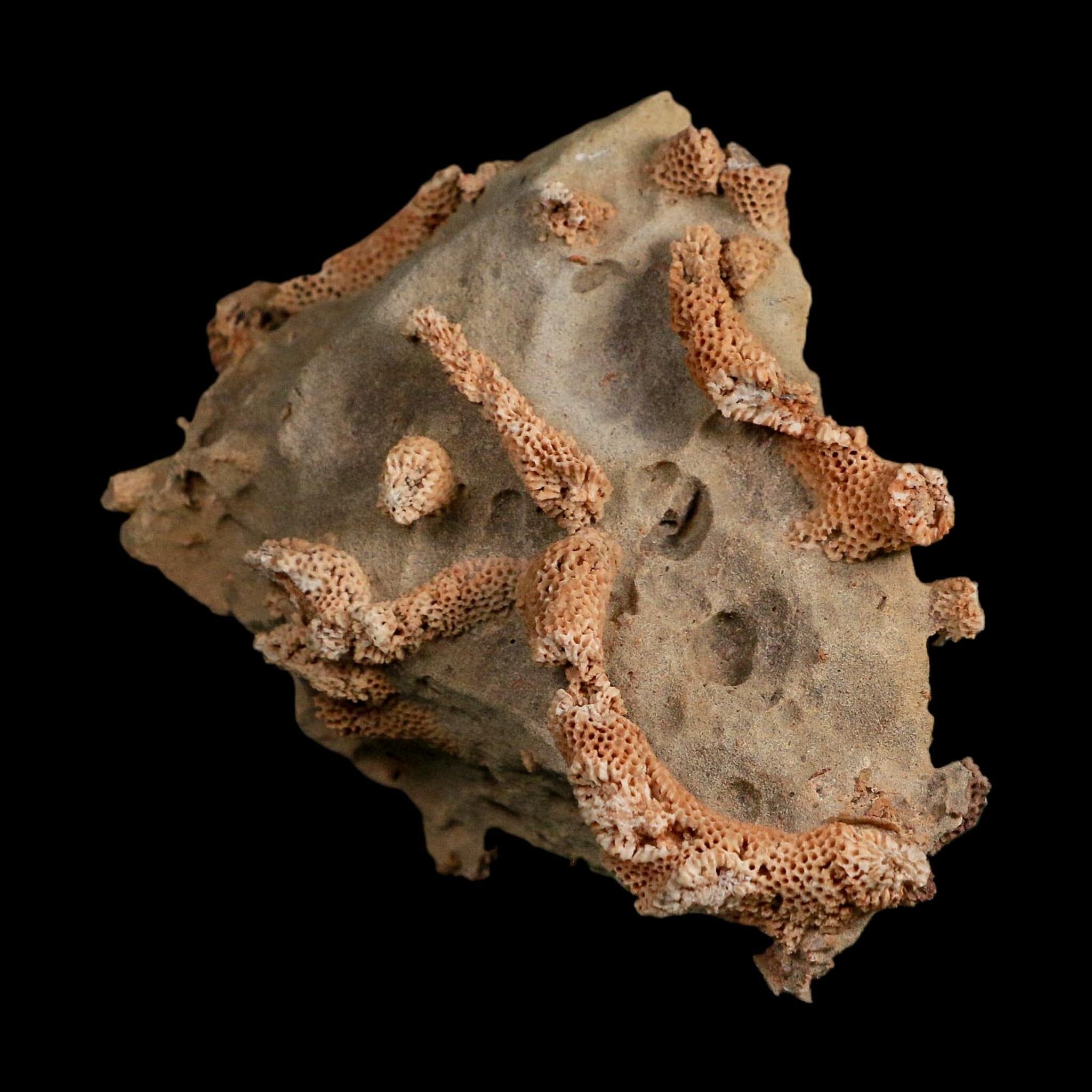 4" Thamnopora SP Coral Fossil Coral Reef Devonian Age Verde Valley, Arizona