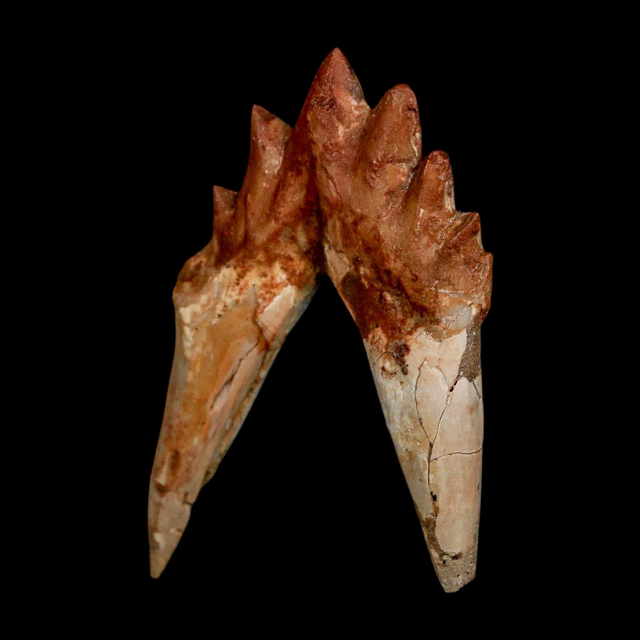 2.8" Basilosaurus Tooth Rooted Prehistoric Whale 34 Mil Yrs Old Late Eocene COA - Fossil Age Minerals