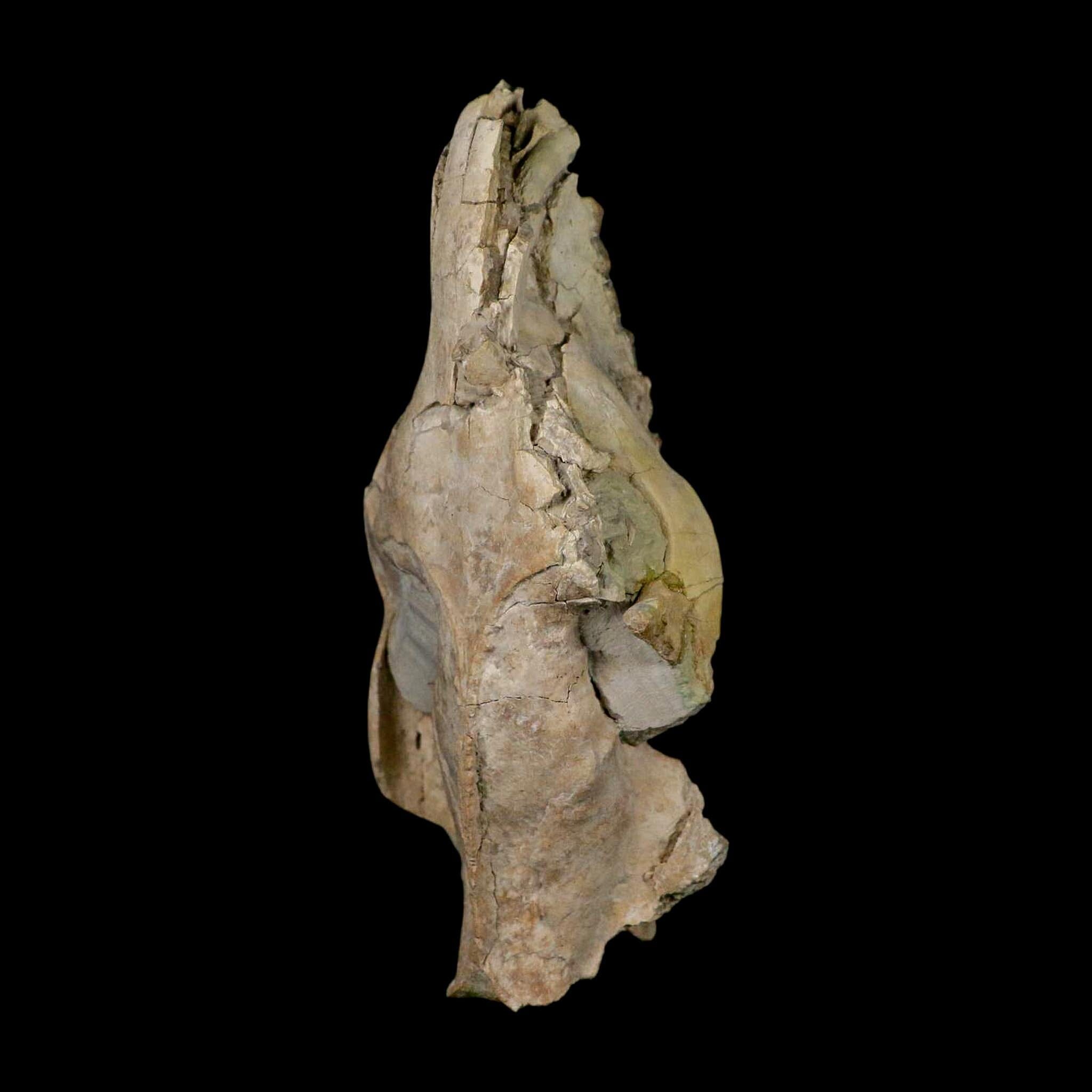 5.6" Oreodont Merycoidodon Fossil Skull Teeth Oligocene Age Badlands Nebraska COA - Fossil Age Minerals