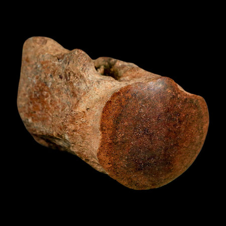 2.8" Mosasaur Fossil Polished Vertebrae Cretaceous Dinosaur Era TX Ozan FM COA, Stand