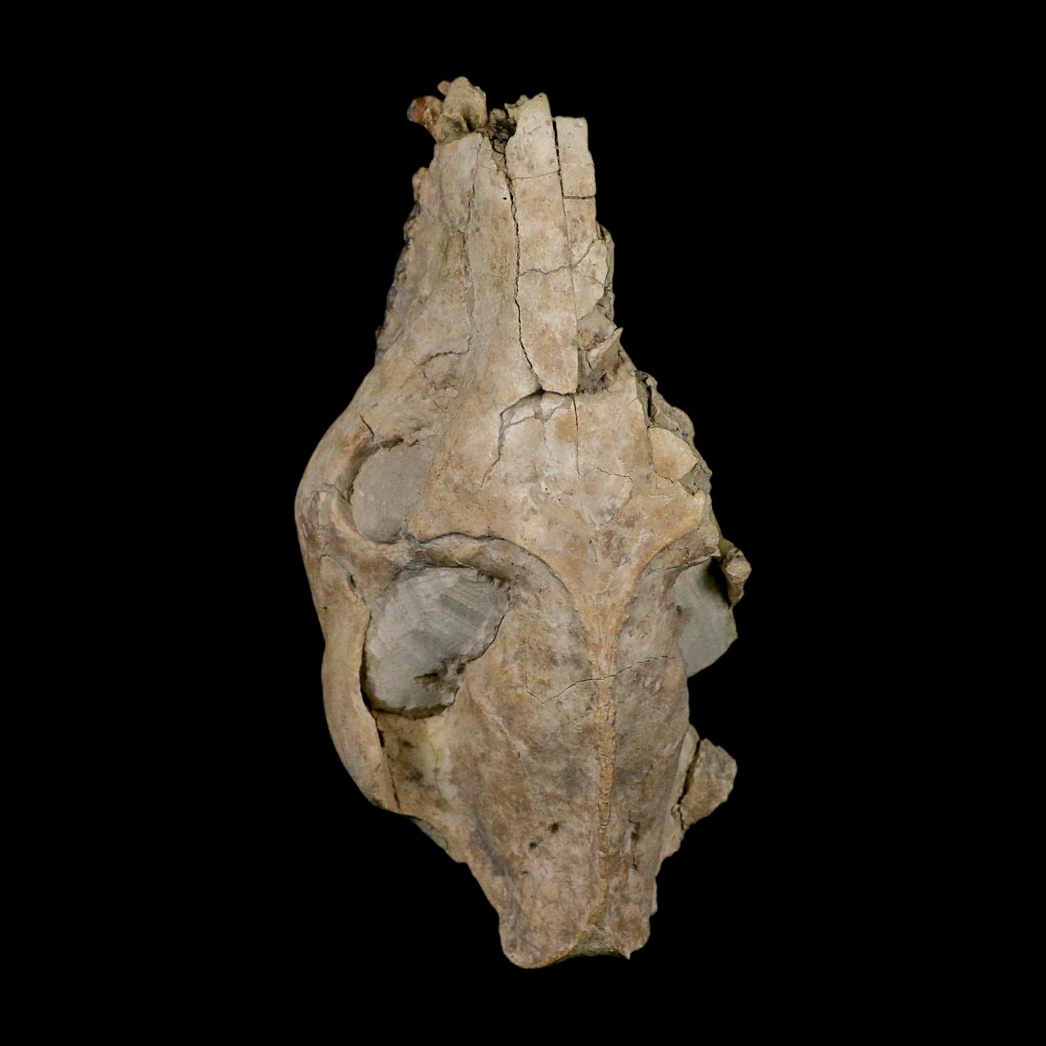 5.6" Oreodont Merycoidodon Fossil Skull Teeth Oligocene Age Badlands Nebraska COA - Fossil Age Minerals