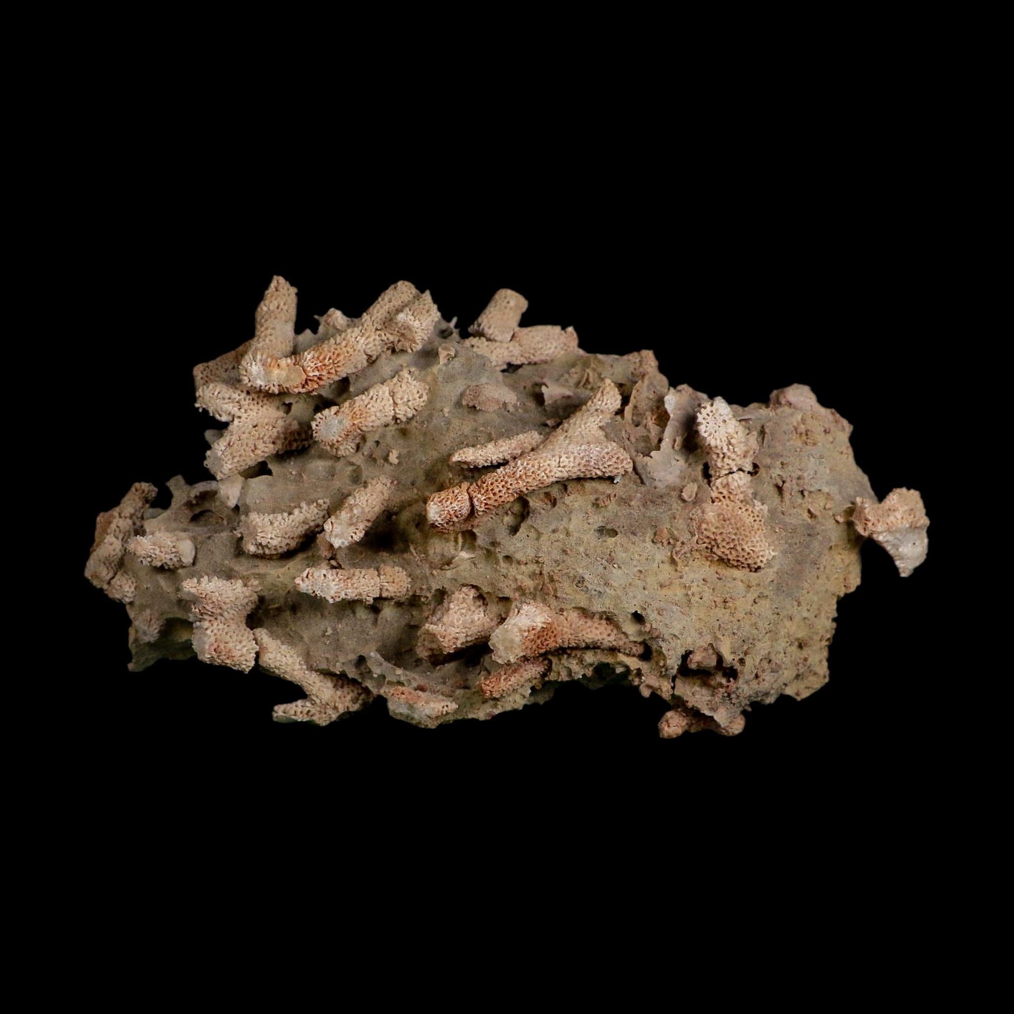 5.7" Thamnopora SP Coral Fossil Coral Reef Devonian Age Verde Valley, Arizona