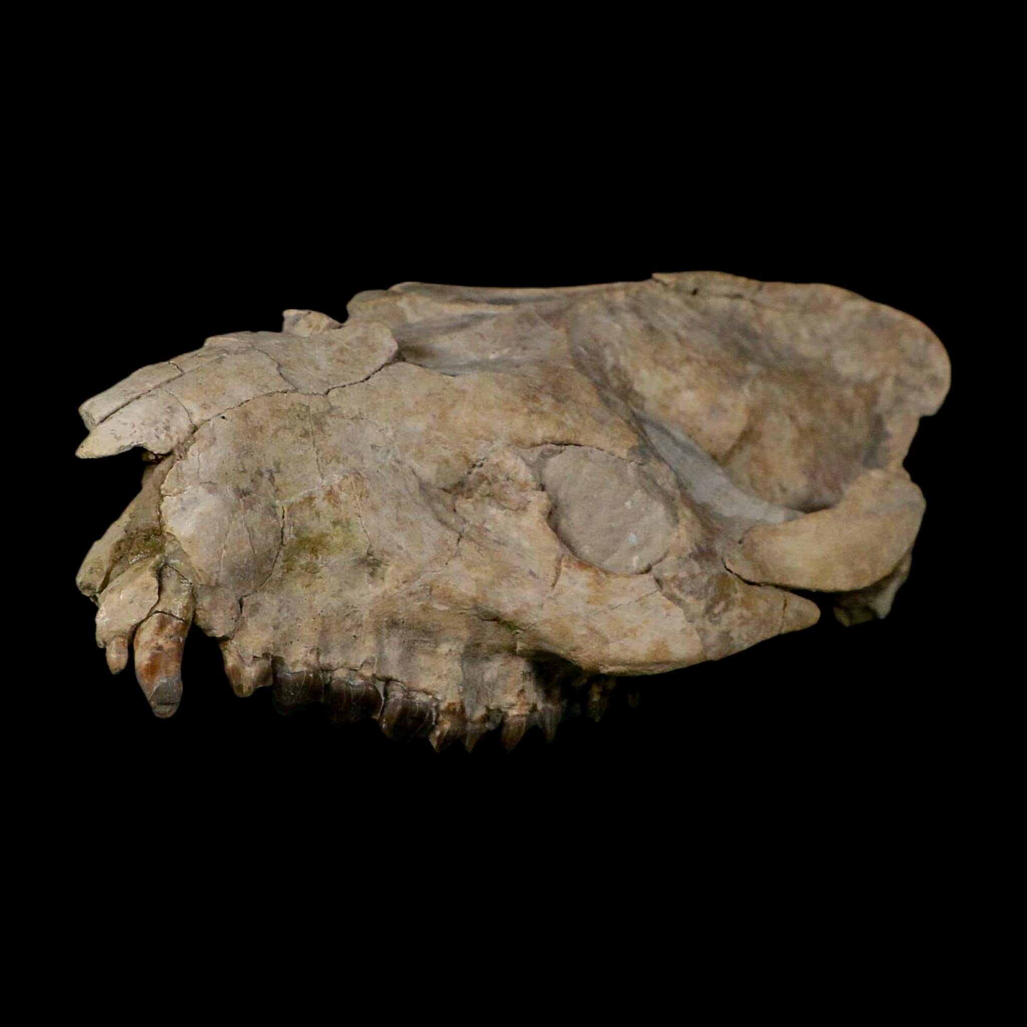 5.6" Oreodont Merycoidodon Fossil Skull Teeth Oligocene Age Badlands Nebraska COA - Fossil Age Minerals