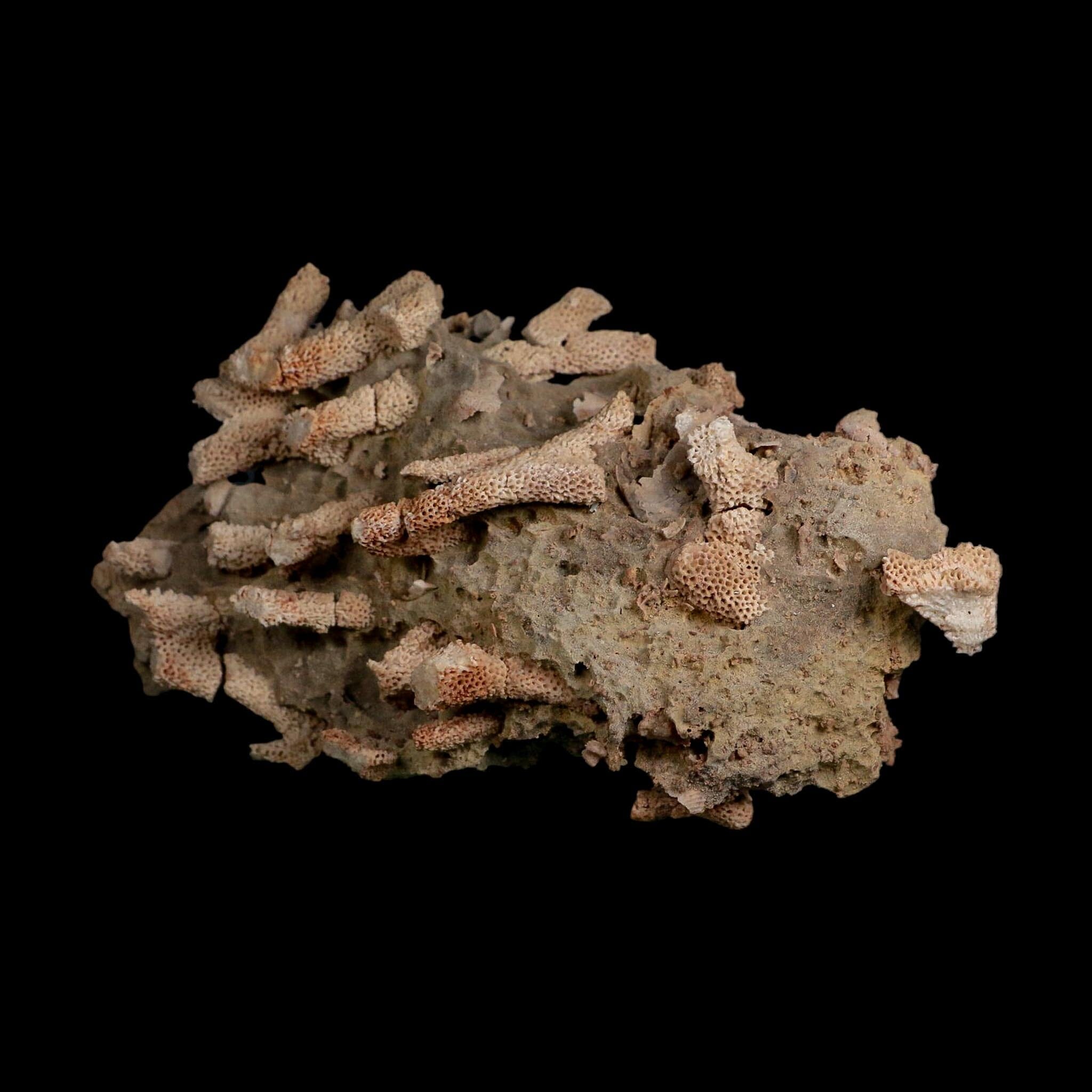 5.7" Thamnopora SP Coral Fossil Coral Reef Devonian Age Verde Valley, Arizona