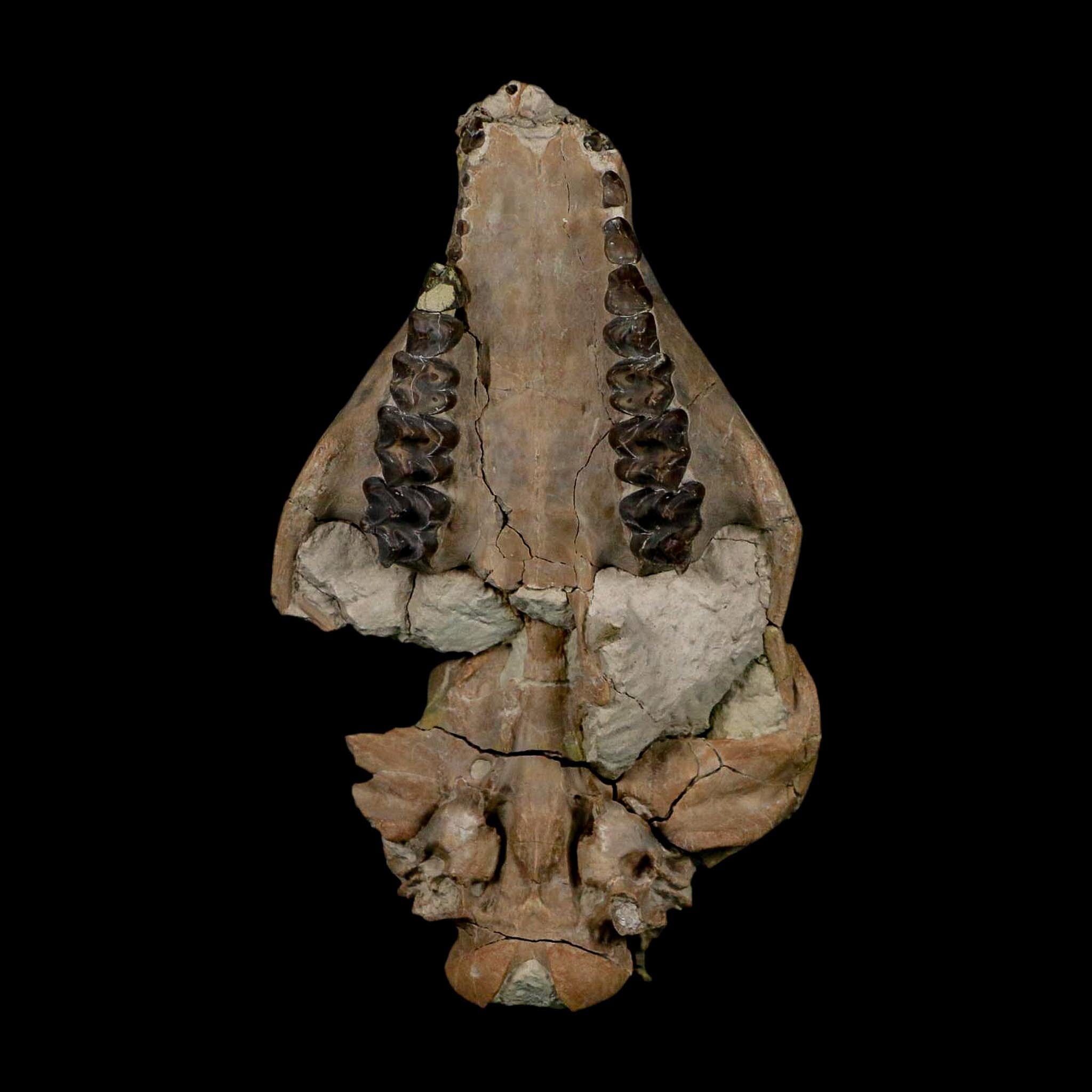 4.7" Oreodont Merycoidodon Fossil Skull Teeth Oligocene Age Badlands Nebraska COA - Fossil Age Minerals