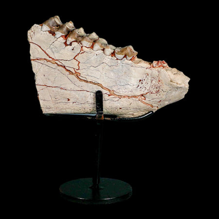 4.5" Oreodont Merycoidodon Fossil Jaw Teeth Oligocene Age Badlands SD COA Stand