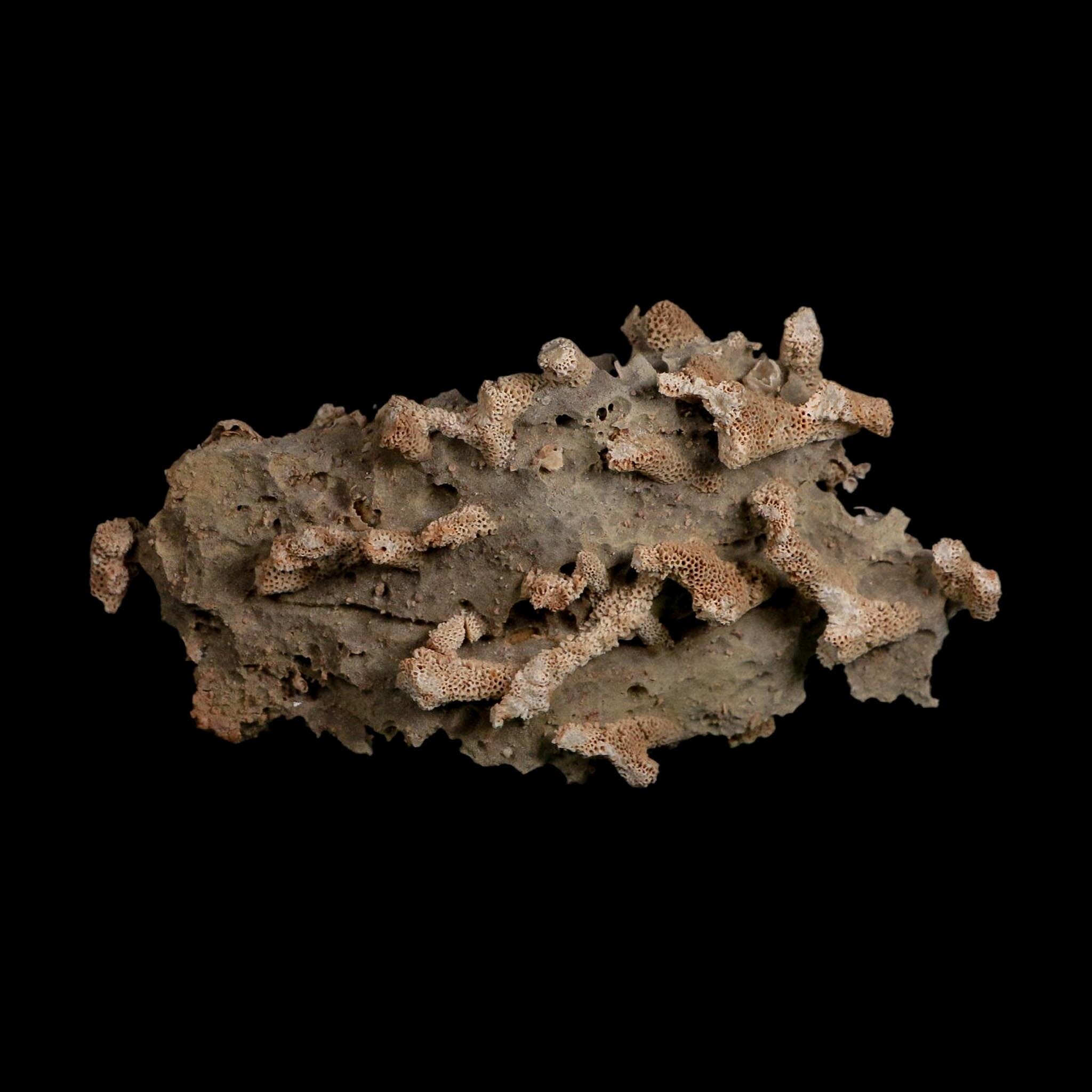 5.7" Thamnopora SP Coral Fossil Coral Reef Devonian Age Verde Valley, Arizona