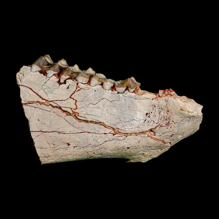 4.5" Oreodont Merycoidodon Fossil Jaw Teeth Oligocene Age Badlands SD COA Stand