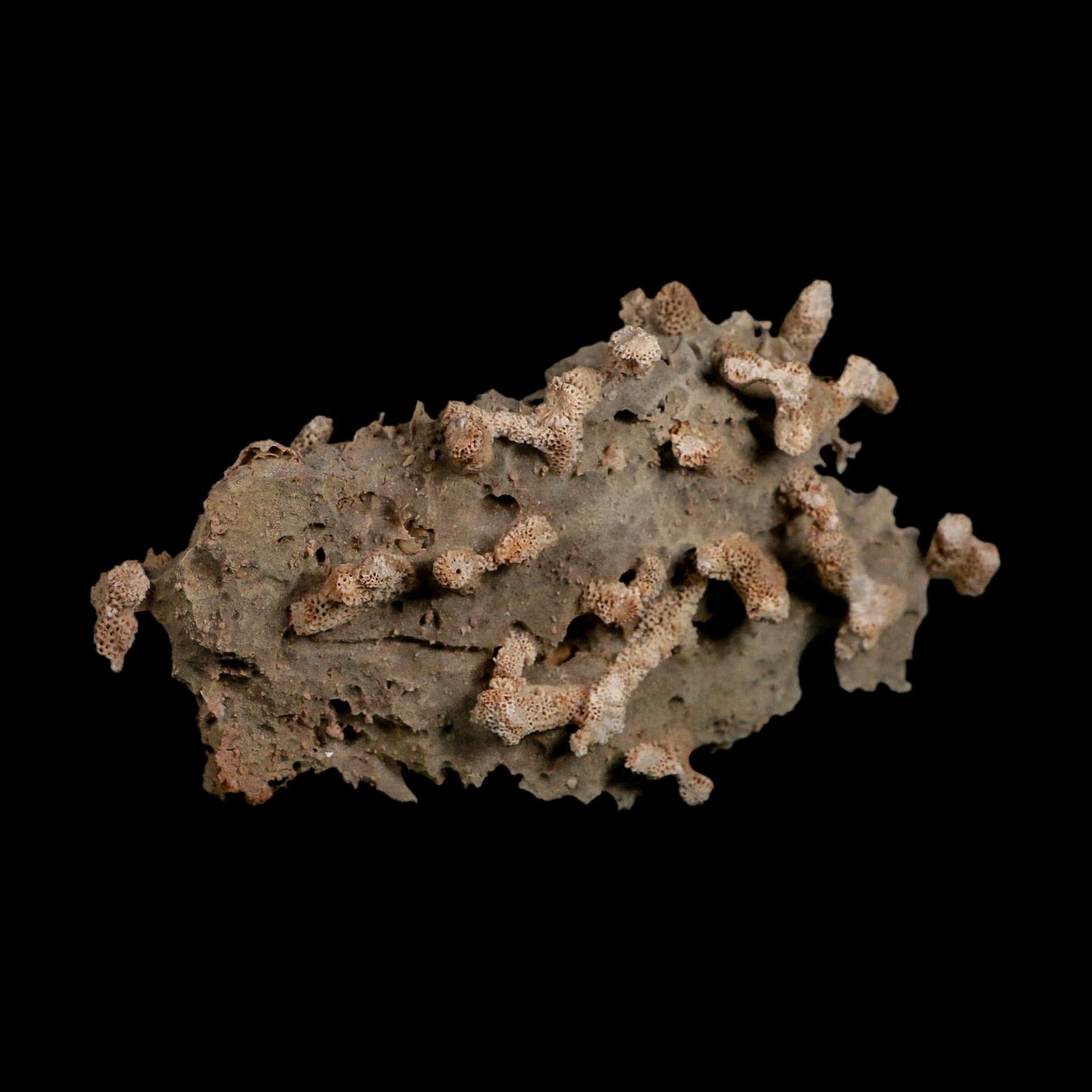 5.7" Thamnopora SP Coral Fossil Coral Reef Devonian Age Verde Valley, Arizona