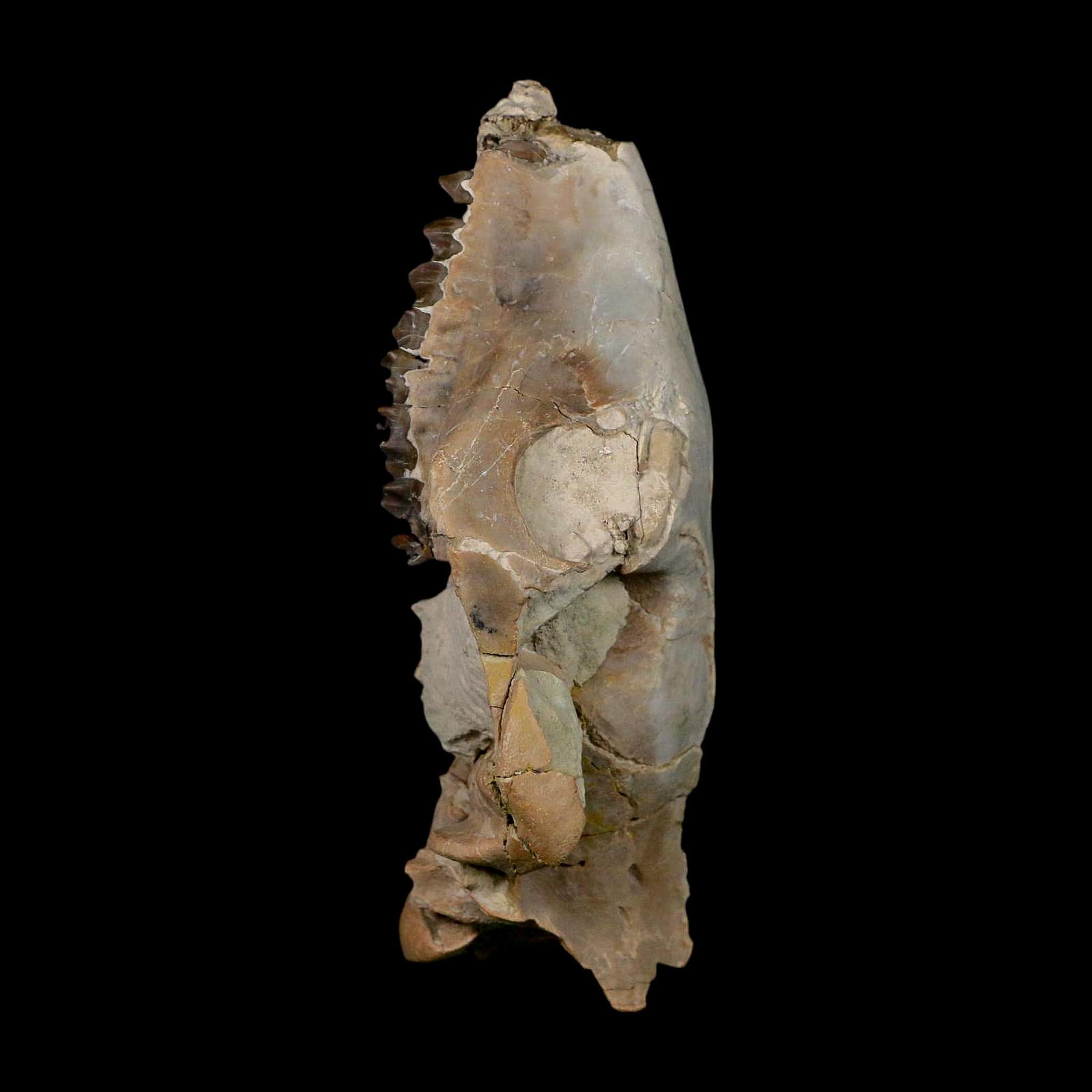 4.7" Oreodont Merycoidodon Fossil Skull Teeth Oligocene Age Badlands Nebraska COA - Fossil Age Minerals