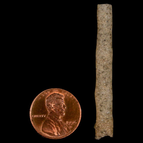 2" Fulgurite Petrified Lightning Strike Glass Sahara Desert Algeria - Fossil Age Minerals