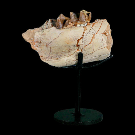 3.5" Running Rhino Hyracodon Nebrascensis Fossil Jaw Teeth SD Badlands COA Stand