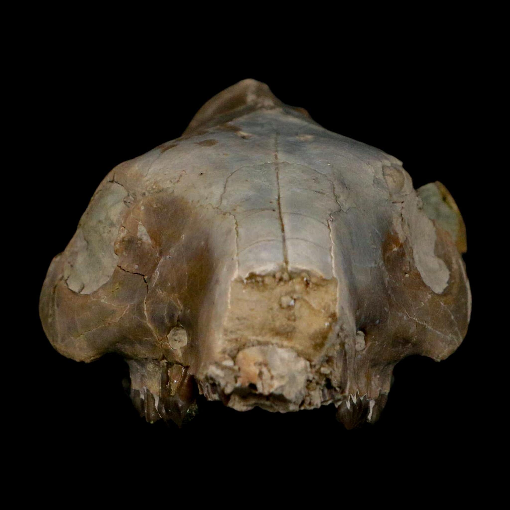 4.7" Oreodont Merycoidodon Fossil Skull Teeth Oligocene Age Badlands Nebraska COA - Fossil Age Minerals