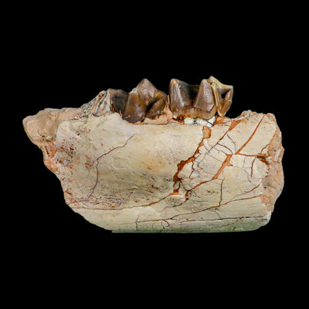 3.5" Running Rhino Hyracodon Nebrascensis Fossil Jaw Teeth SD Badlands COA Stand