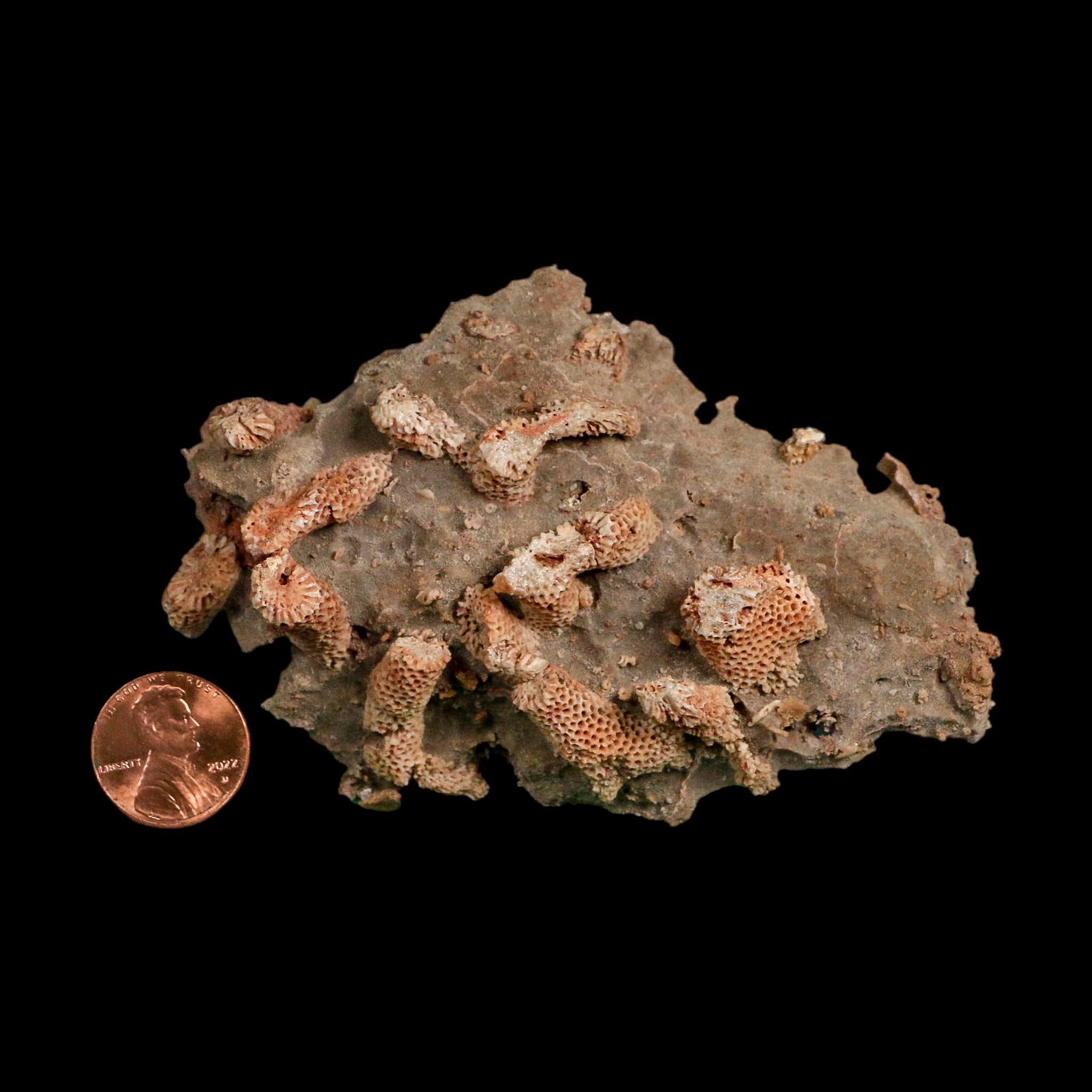 3.9" Thamnopora SP Coral Fossil Coral Reef Devonian Age Verde Valley, Arizona