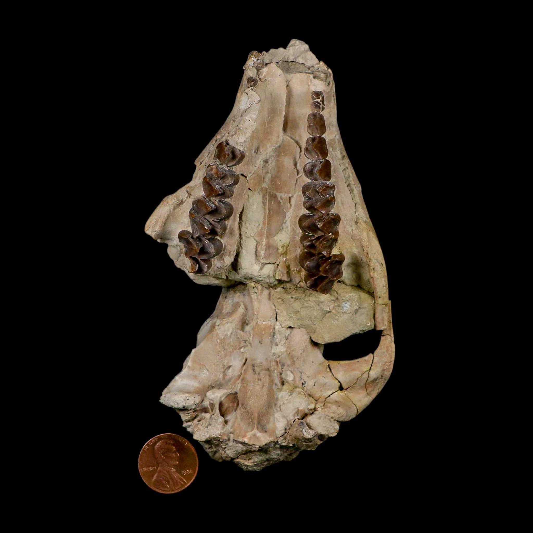 5.3" Oreodont Merycoidodon Fossil Skull Teeth Oligocene Age Badlands Nebraska COA - Fossil Age Minerals